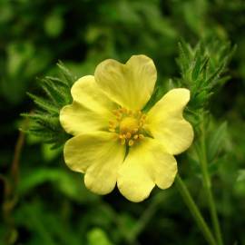 Fotografia da espécie Potentilla recta