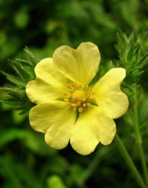 Fotografia 12 da espécie Potentilla recta no Jardim Botânico UTAD