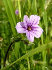 Fotografia da espécie Erodium botrys