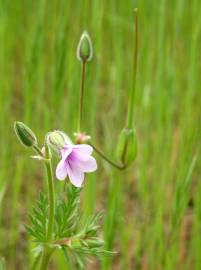 Fotografia da espécie Erodium botrys