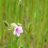 Fotografia 5 da espécie Erodium botrys do Jardim Botânico UTAD