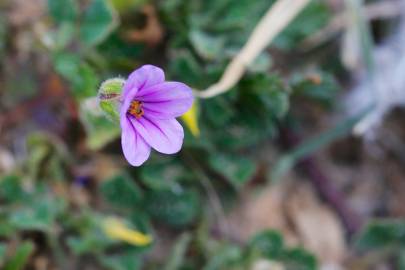 Fotografia da espécie Erodium botrys