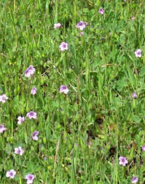 Fotografia 7 da espécie Erodium botrys no Jardim Botânico UTAD