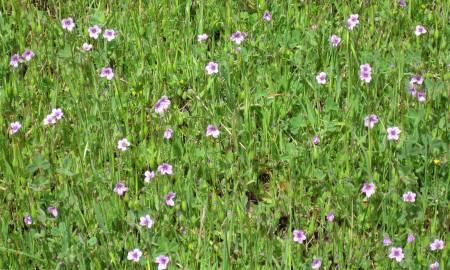 Fotografia da espécie Erodium botrys