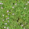 Fotografia 7 da espécie Erodium botrys do Jardim Botânico UTAD