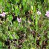 Fotografia 8 da espécie Erodium botrys do Jardim Botânico UTAD