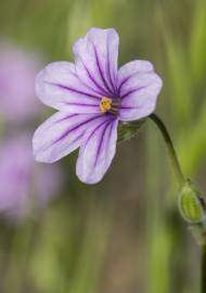 Fotografia da espécie Erodium botrys