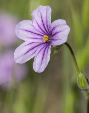 Fotografia 9 da espécie Erodium botrys no Jardim Botânico UTAD