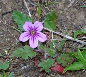 Fotografia da espécie Erodium botrys