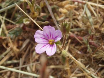 Fotografia da espécie Erodium botrys