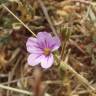 Fotografia 11 da espécie Erodium botrys do Jardim Botânico UTAD