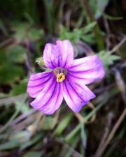 Fotografia da espécie Erodium botrys