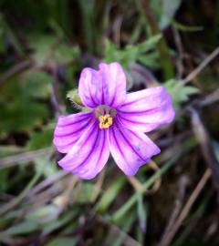 Fotografia da espécie Erodium botrys