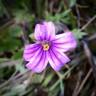 Fotografia 1 da espécie Erodium botrys do Jardim Botânico UTAD