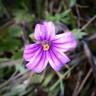 Fotografia 1 da espécie Erodium botrys do Jardim Botânico UTAD