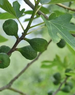 Fotografia 4 da espécie Ficus carica no Jardim Botânico UTAD