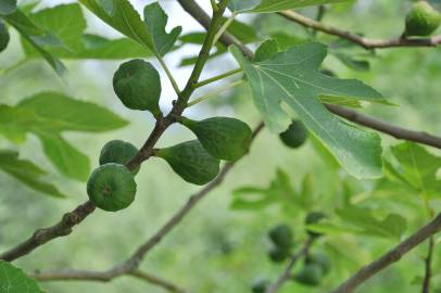 Fotografia da espécie Ficus carica