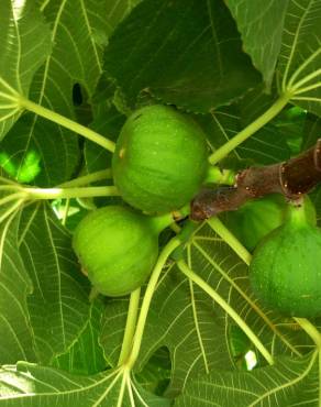 Fotografia 1 da espécie Ficus carica no Jardim Botânico UTAD