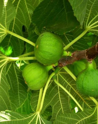 Fotografia de capa Ficus carica - do Jardim Botânico