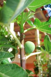 Fotografia da espécie Ficus carica