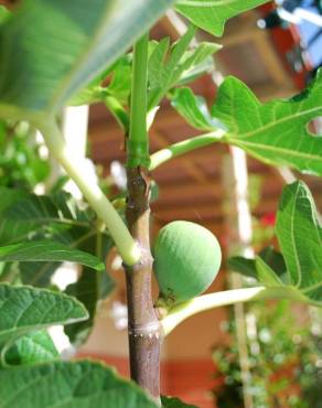 Fotografia 6 da espécie Ficus carica no Jardim Botânico UTAD