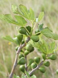 Fotografia da espécie Ficus carica