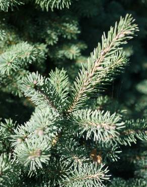 Fotografia 3 da espécie Picea glauca no Jardim Botânico UTAD