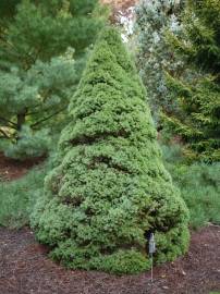 Fotografia da espécie Picea glauca