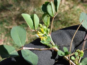 Fotografia da espécie Medicago polymorpha