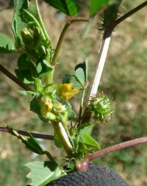 Fotografia 1 da espécie Medicago polymorpha no Jardim Botânico UTAD