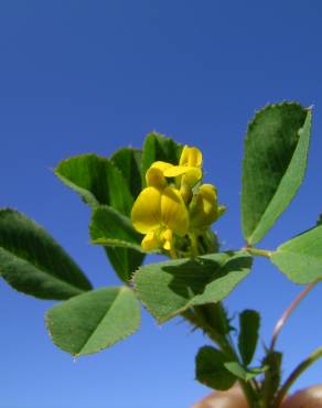 Fotografia 7 da espécie Medicago polymorpha no Jardim Botânico UTAD