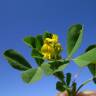 Fotografia 7 da espécie Medicago polymorpha do Jardim Botânico UTAD