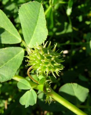 Fotografia 8 da espécie Medicago polymorpha no Jardim Botânico UTAD