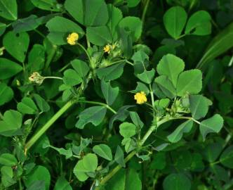 Fotografia da espécie Medicago polymorpha