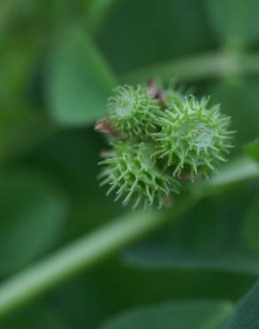 Fotografia 10 da espécie Medicago polymorpha no Jardim Botânico UTAD