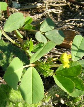 Fotografia 11 da espécie Medicago polymorpha no Jardim Botânico UTAD