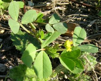 Fotografia da espécie Medicago polymorpha