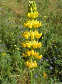 Fotografia da espécie Lupinus luteus