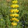 Fotografia 5 da espécie Lupinus luteus do Jardim Botânico UTAD