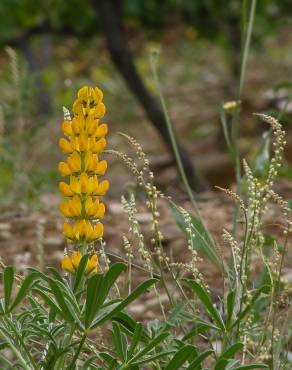 Fotografia 6 da espécie Lupinus luteus no Jardim Botânico UTAD