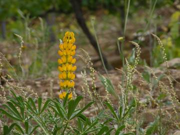 Fotografia da espécie Lupinus luteus