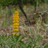 Fotografia 6 da espécie Lupinus luteus do Jardim Botânico UTAD