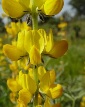 Fotografia 1 da espécie Lupinus luteus no Jardim Botânico UTAD