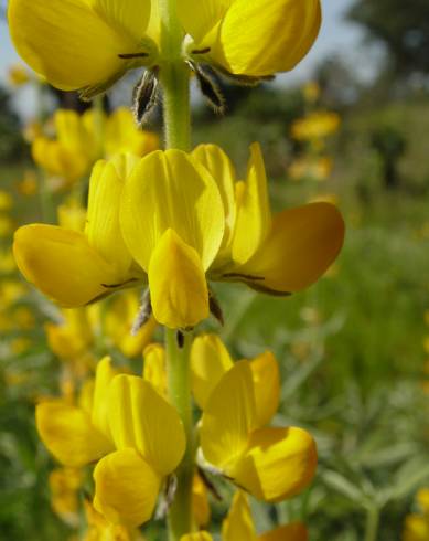 Fotografia de capa Lupinus luteus - do Jardim Botânico