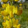 Fotografia 1 da espécie Lupinus luteus do Jardim Botânico UTAD