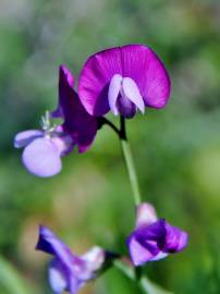 Fotografia da espécie Lathyrus clymenum