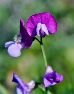 Fotografia 3 da espécie Lathyrus clymenum no Jardim Botânico UTAD