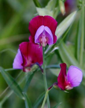 Fotografia 1 da espécie Lathyrus clymenum no Jardim Botânico UTAD