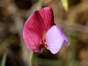 Fotografia da espécie Lathyrus clymenum