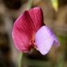 Fotografia 4 da espécie Lathyrus clymenum do Jardim Botânico UTAD